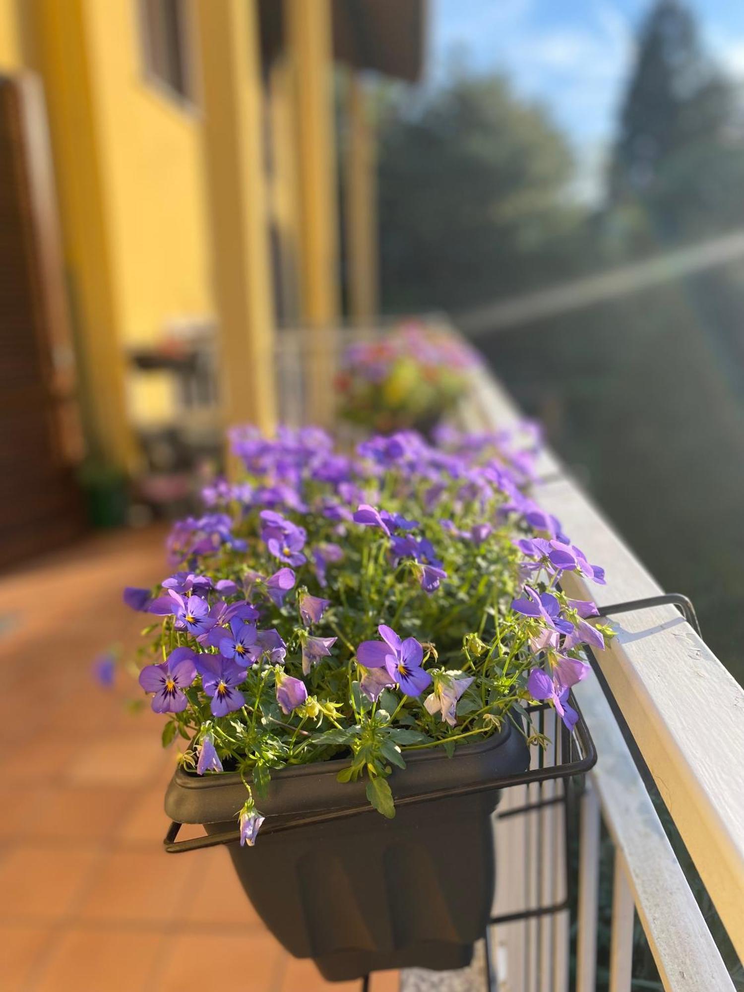 Appartamento Anna Lungo Fiume - Lago Maggiore Sesto Calende Bagian luar foto